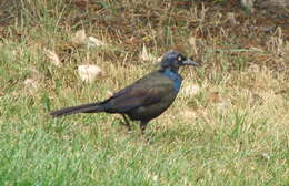 Image of Common Grackle