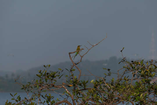 Image of Blue-tailed Bee-eater