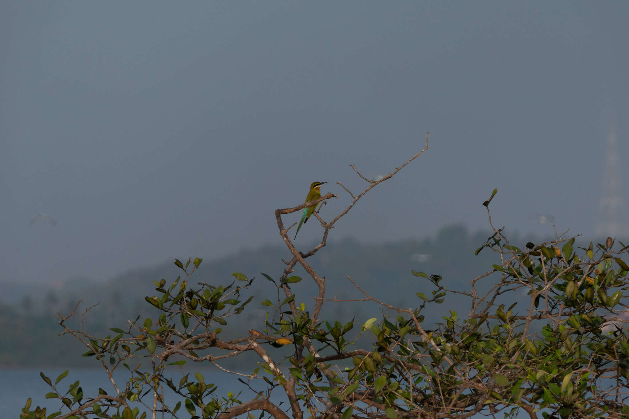 Image of Blue-tailed Bee-eater