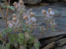 Image of hiddenflower phacelia