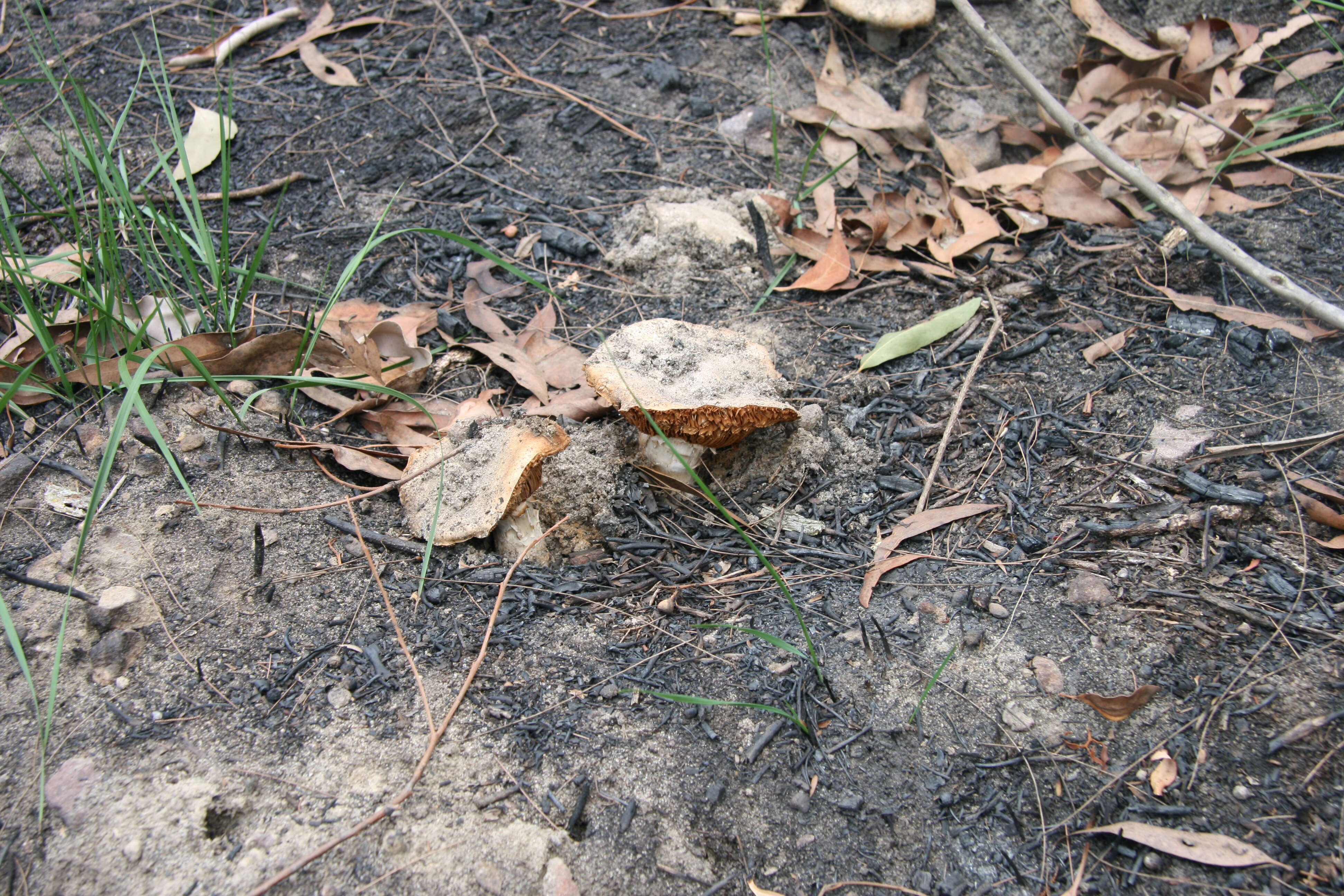 Image of Cortinarius sublargus Cleland 1928