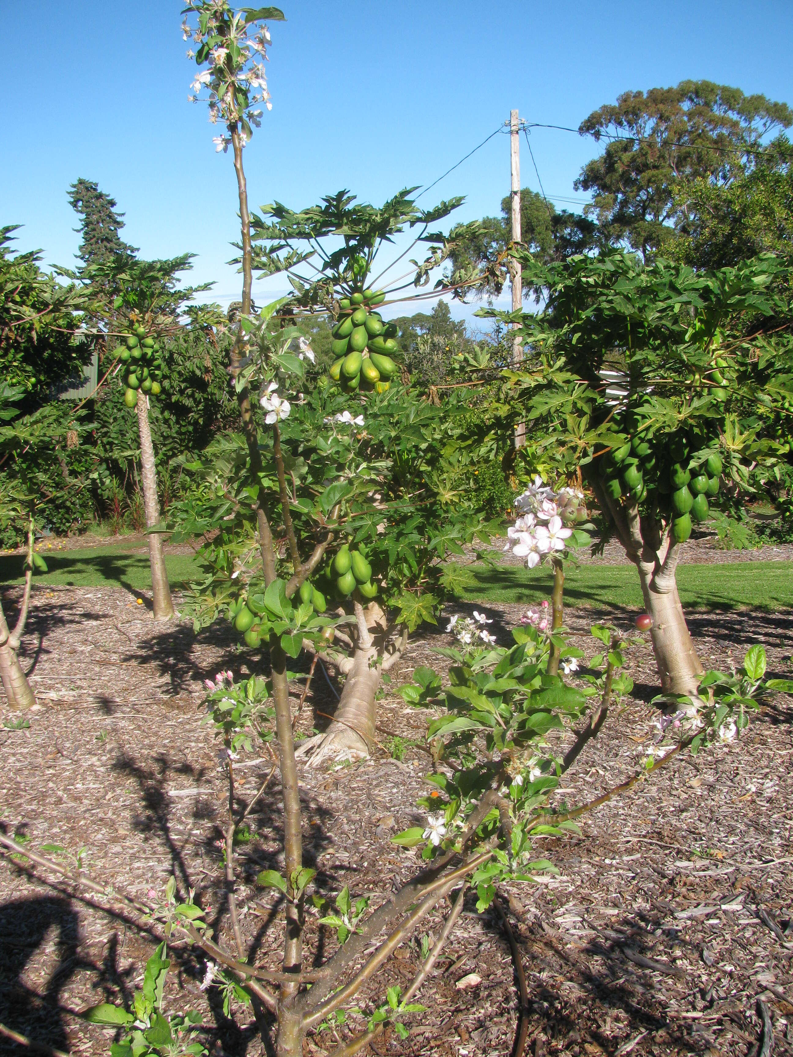 Image of paradise apple