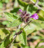 Image of wild basil