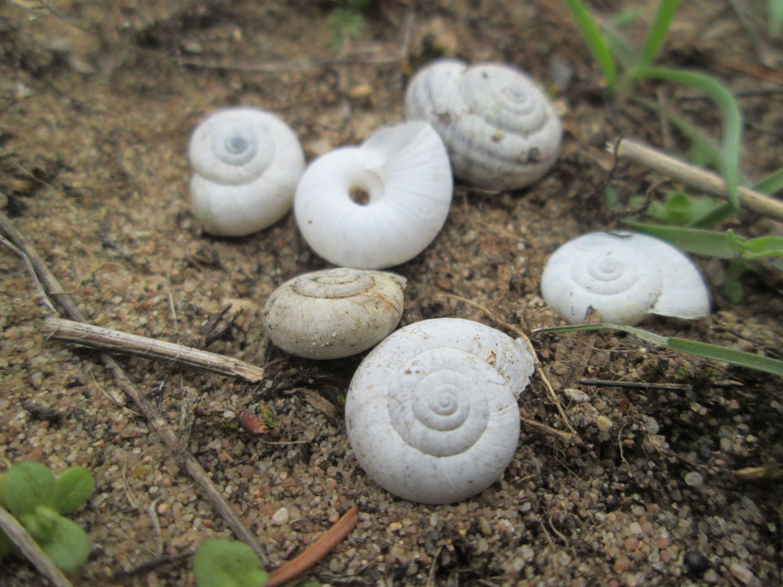 Image of Heath Snail