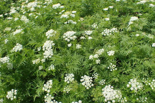 Image of Chaerophyllum aureum L.