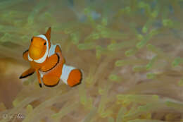 Image of Common clownfish