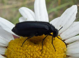 Image of Punctate Blister Beetle