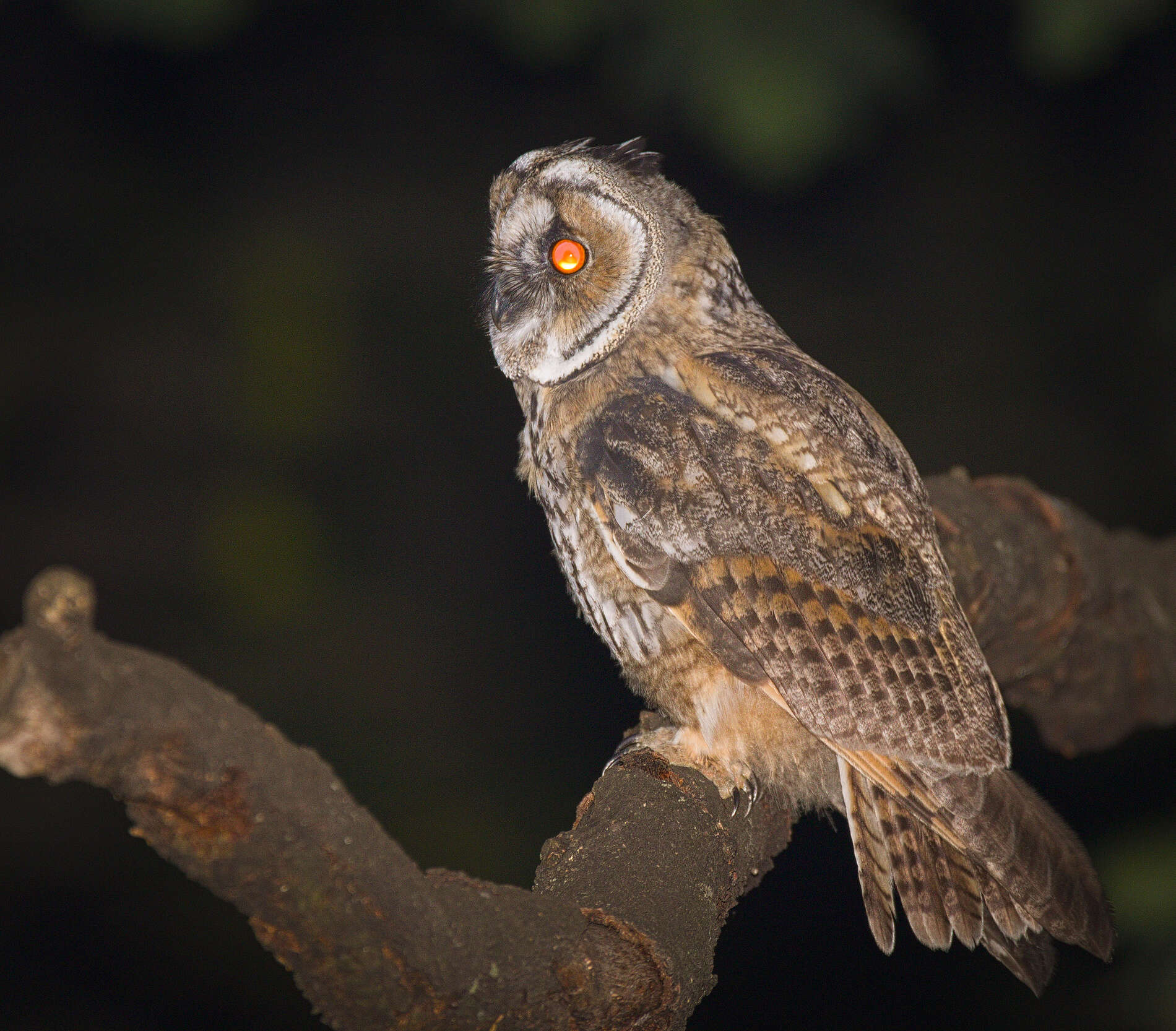 Image of Long-eared Owl