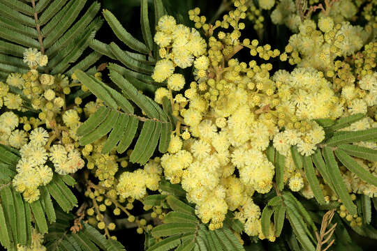 Image of black wattle