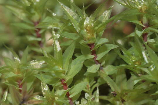 Image of Opal Thread-moss