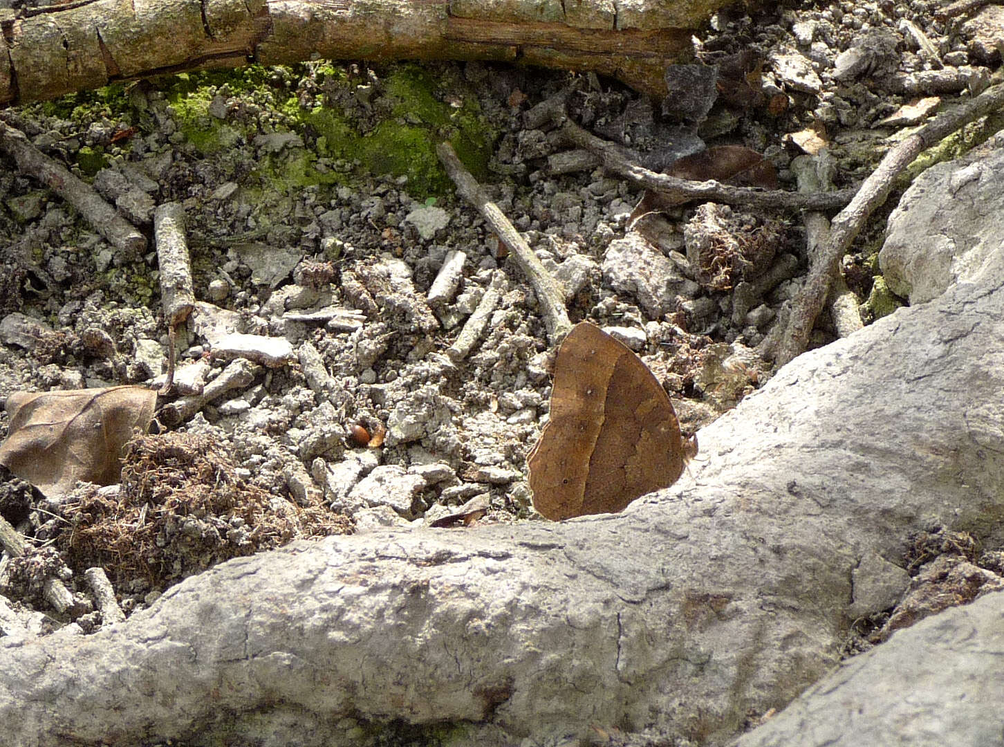 Image of Bamboo Forester