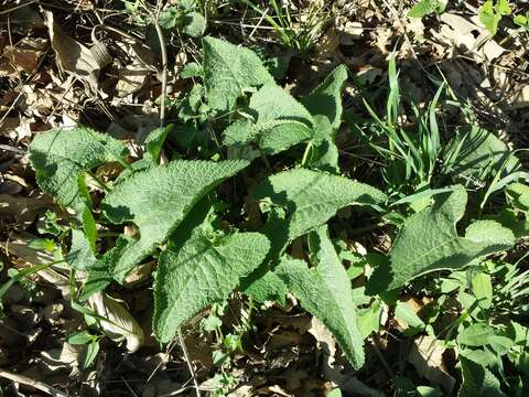 Image de Phlomoides tuberosa (L.) Moench