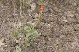 Image of Munro's globemallow