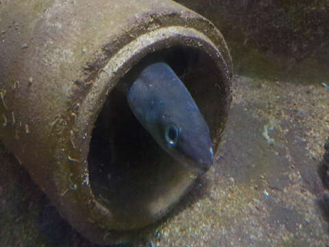 Image of Conger Eel