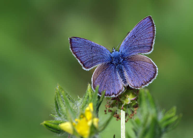 Sivun Cyaniris bellis kuva