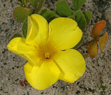 Image of Oxalis luteola Jacq.