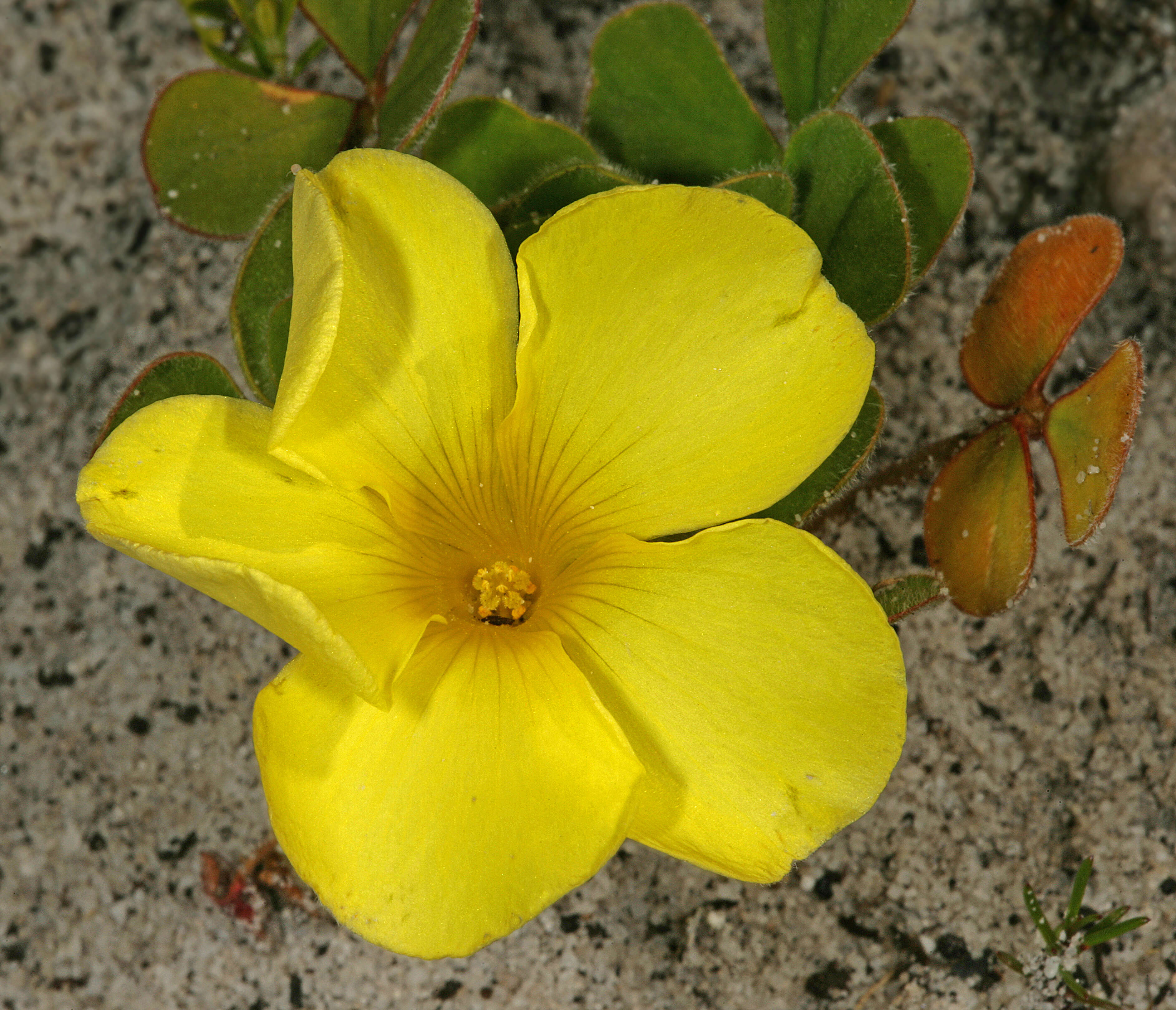 Image of Oxalis luteola Jacq.