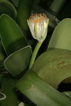 Imagem de Haemanthus albiflos Jacq.