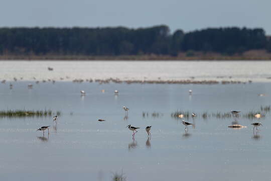 Image of Pied Stilt