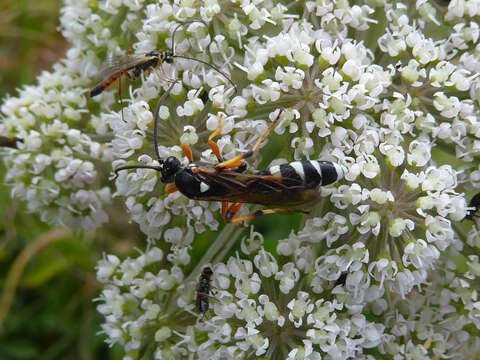 Sivun Ichneumon sarcitorius Linnaeus 1758 kuva