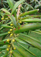 Image of Podocarpus oleifolius D. Don