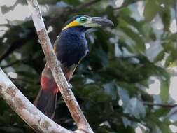 Image of Golden-collared Toucanet