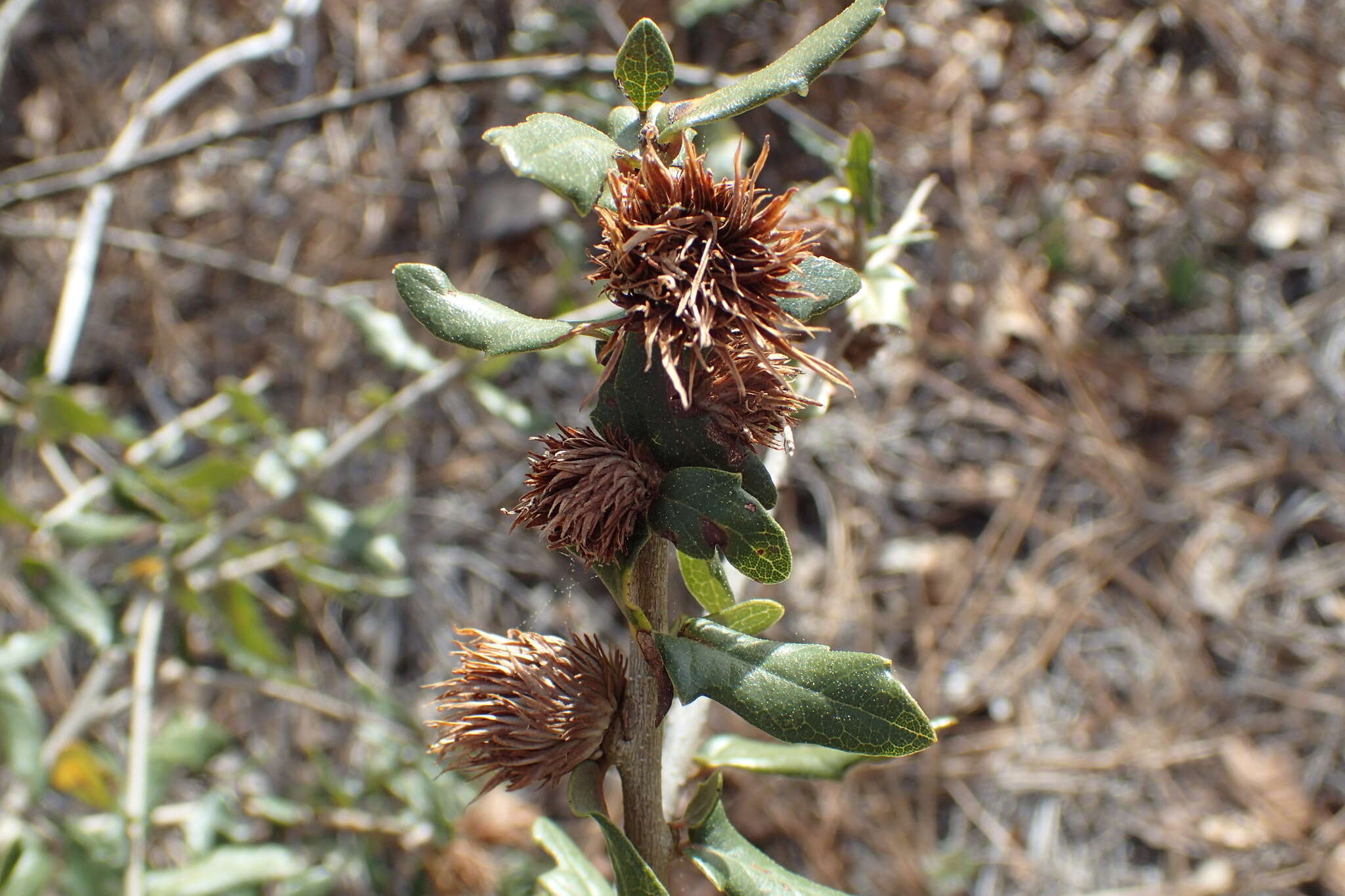 Image of Leafy Oak Gall Wasp