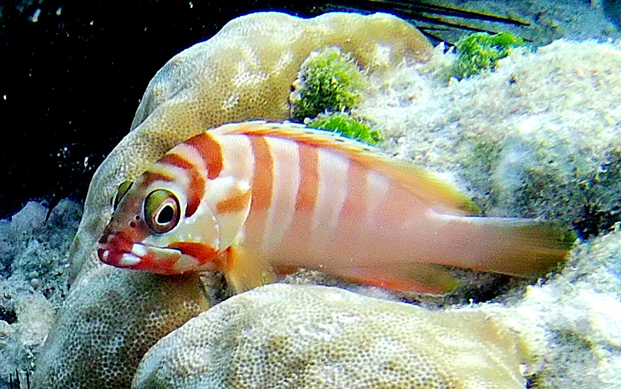 Image of Banded Reed Cod