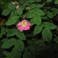 Image of dwarf rose