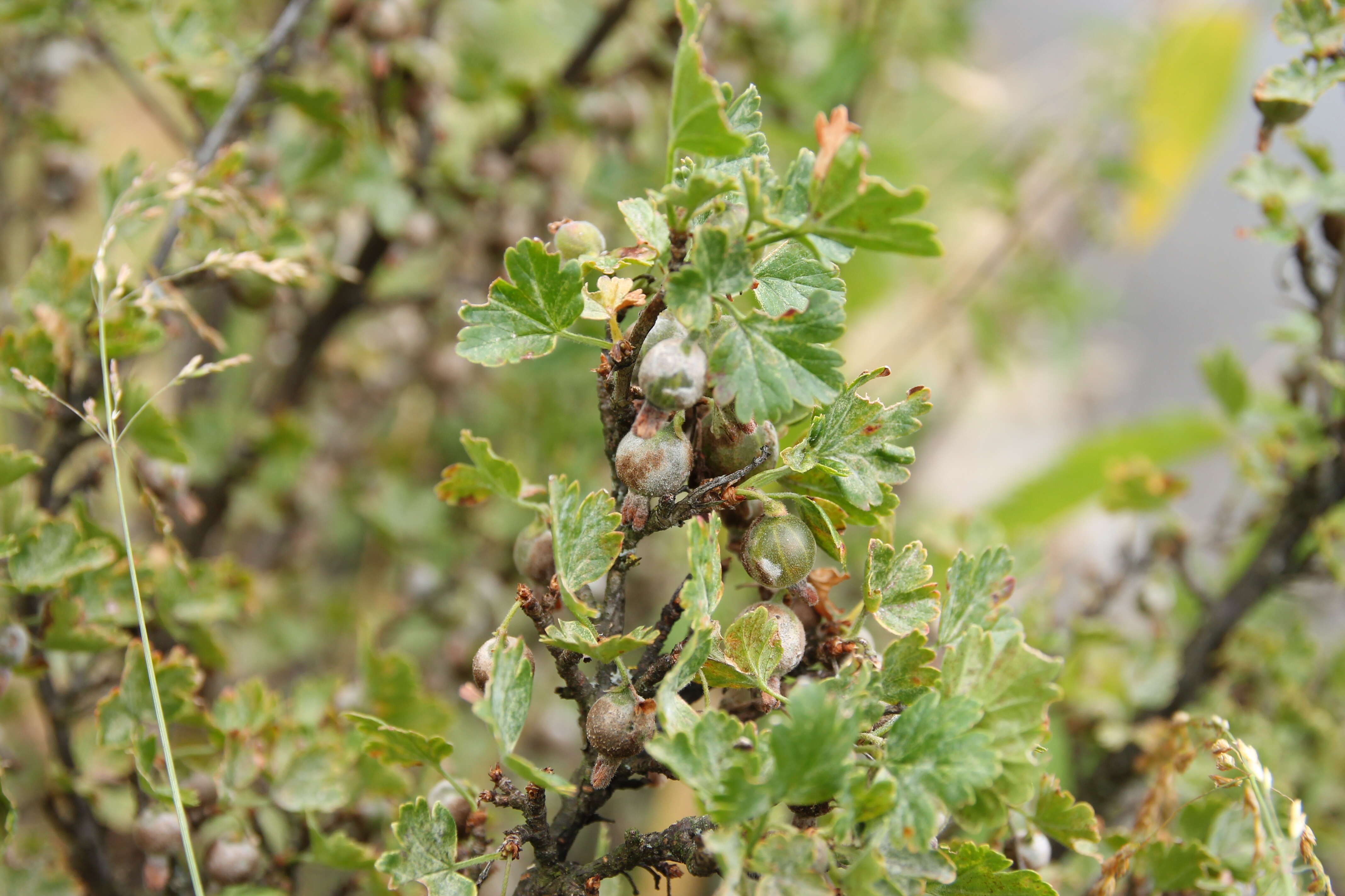 Image of European gooseberry