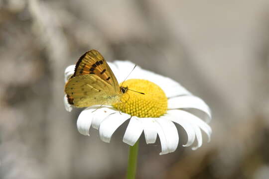 Image of Lycaena salustius (Fabricius 1793)