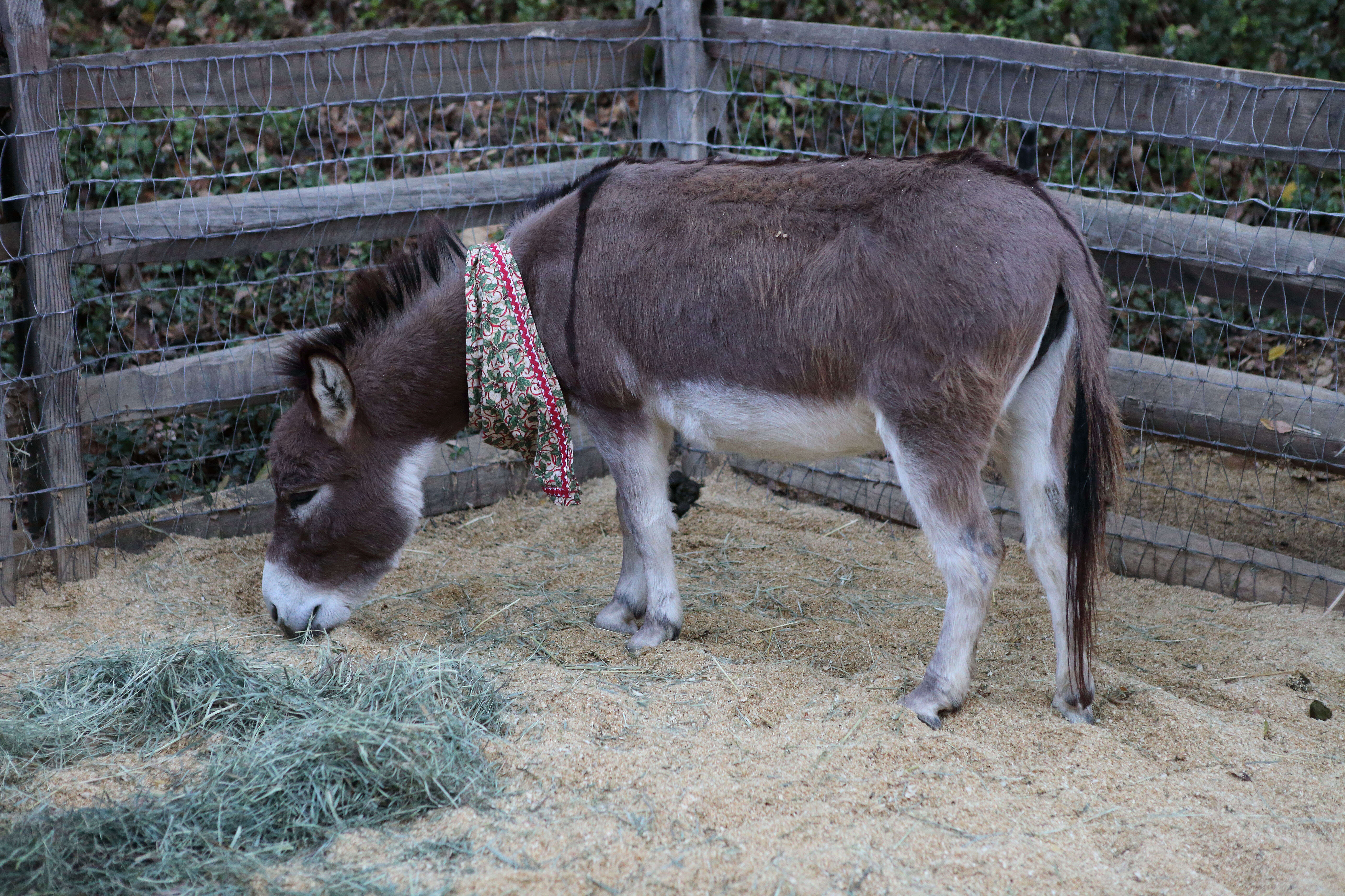 Image of Ass -- Feral donkey