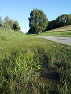 Image of Yellow Flat Sedge