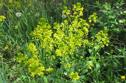 Solidago canadensis L. resmi