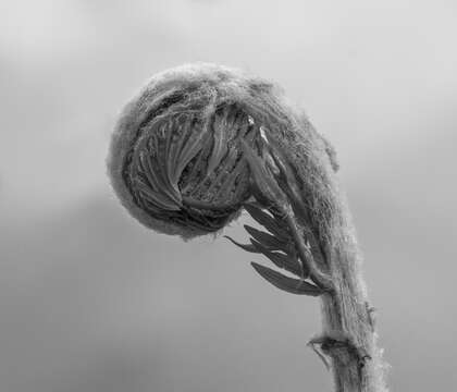 Image of Marsh Fern