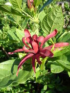 Image de Calycanthus floridus L.