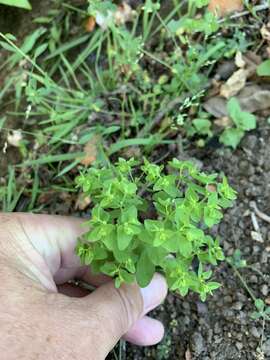 Image of cancer weed