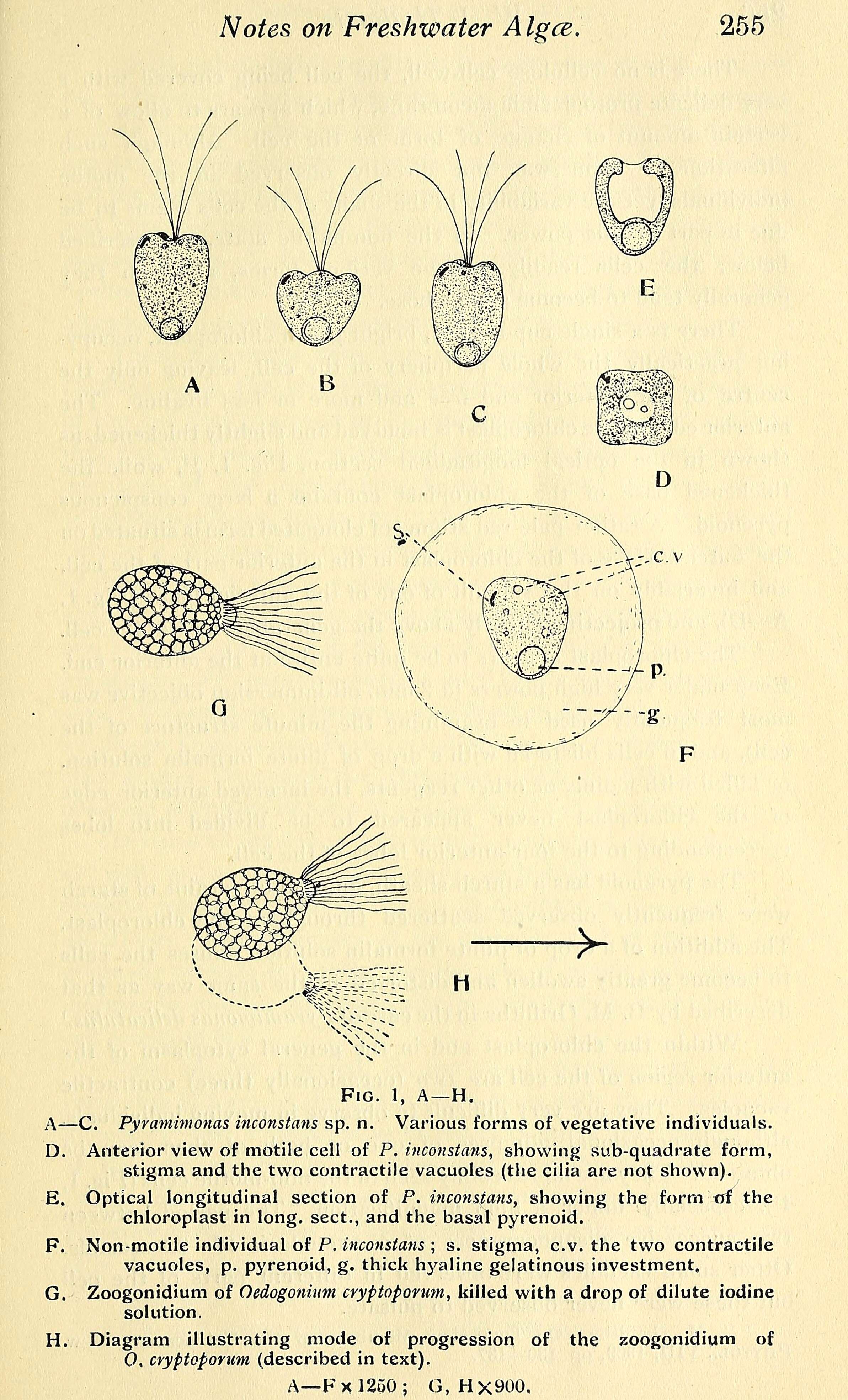 oedogonium life cycle