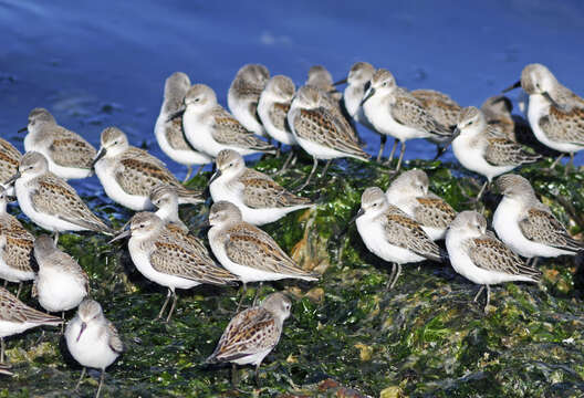 Image of Western Sandpiper