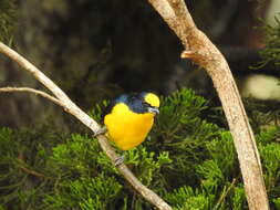 Image of Thick-billed Euphonia