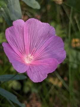 Image of checkerbloom