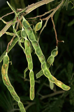 Image of black wattle