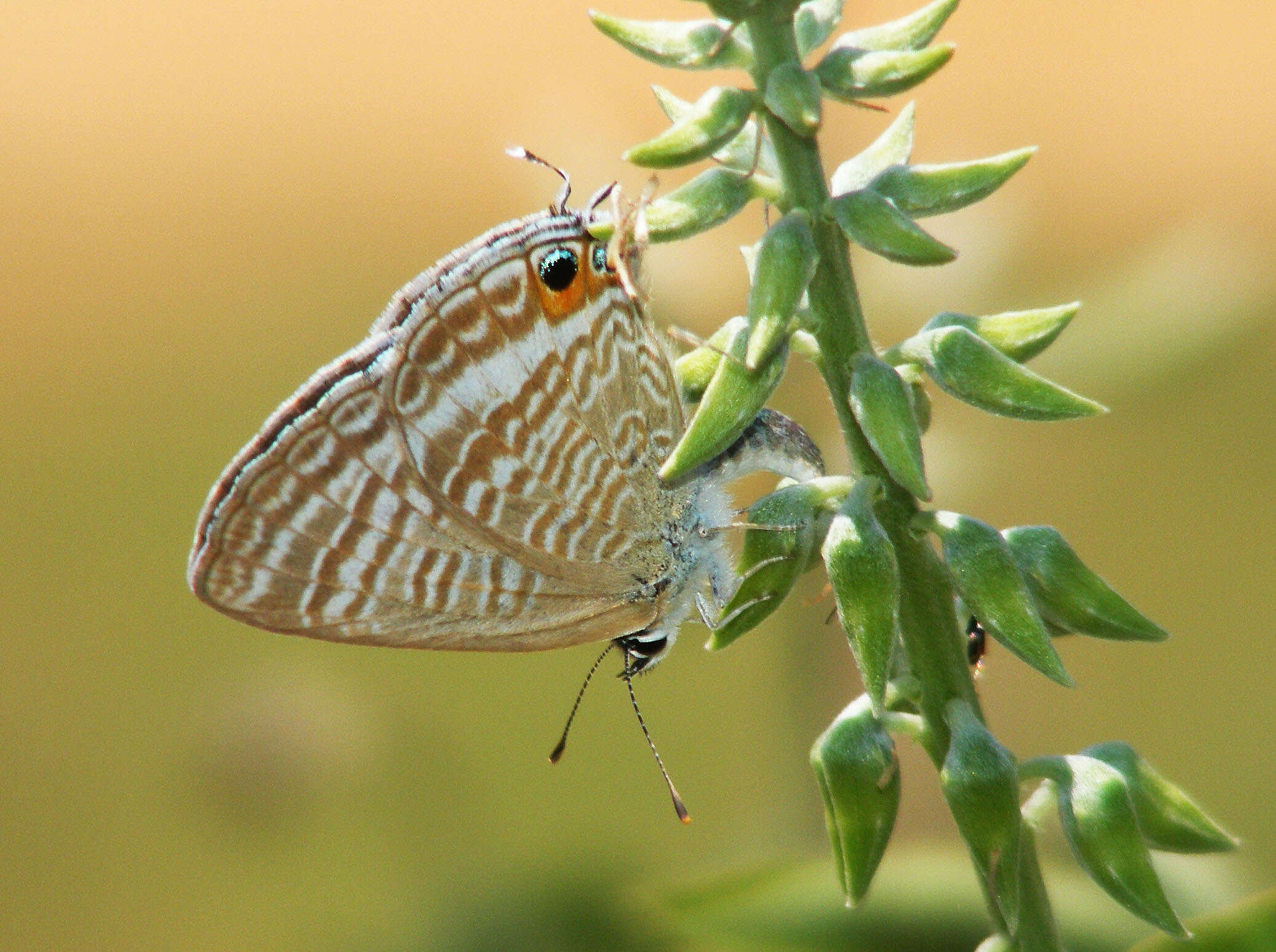 Image of smooth rattlebox