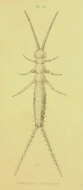 Image of Campodea staphylinus Westwood 1852