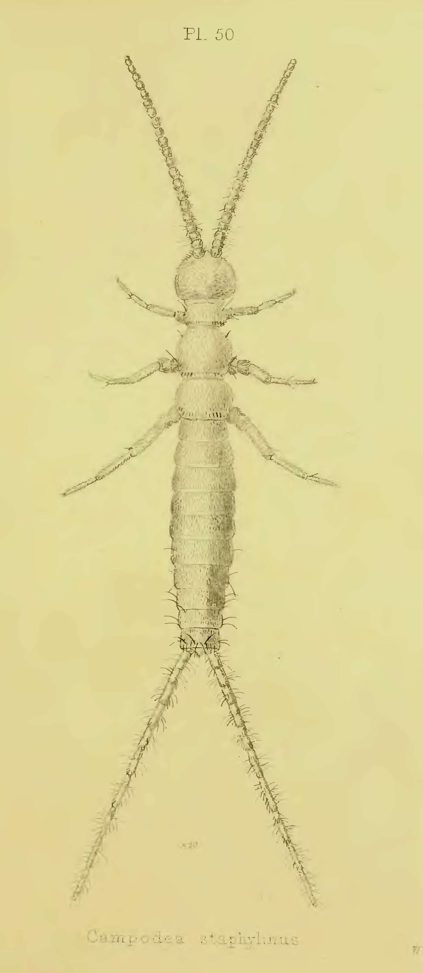 Image de Campodea staphylinus Westwood 1852