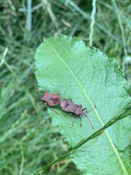 Image of Coreus