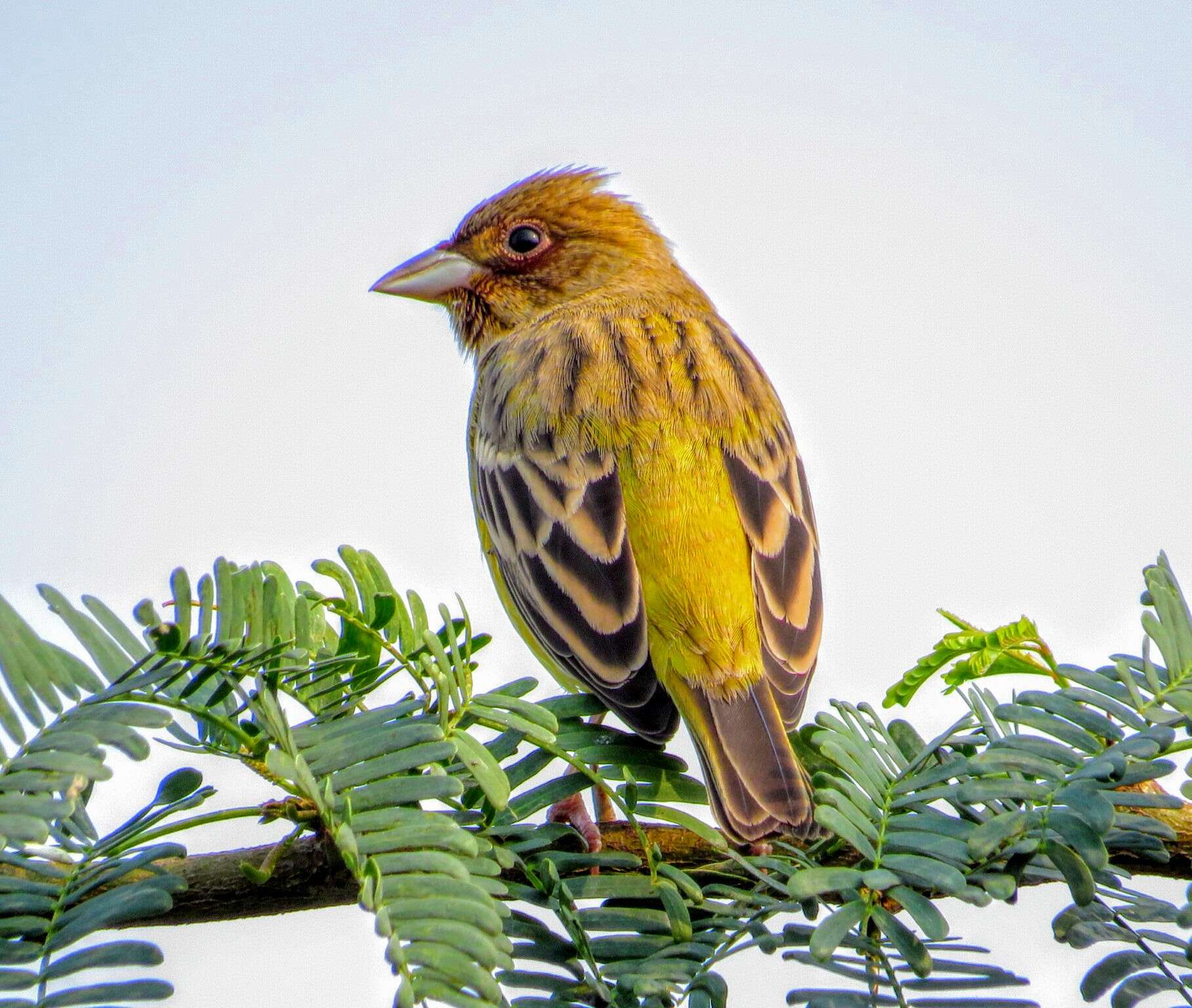 Image of Brown-headed Bunting