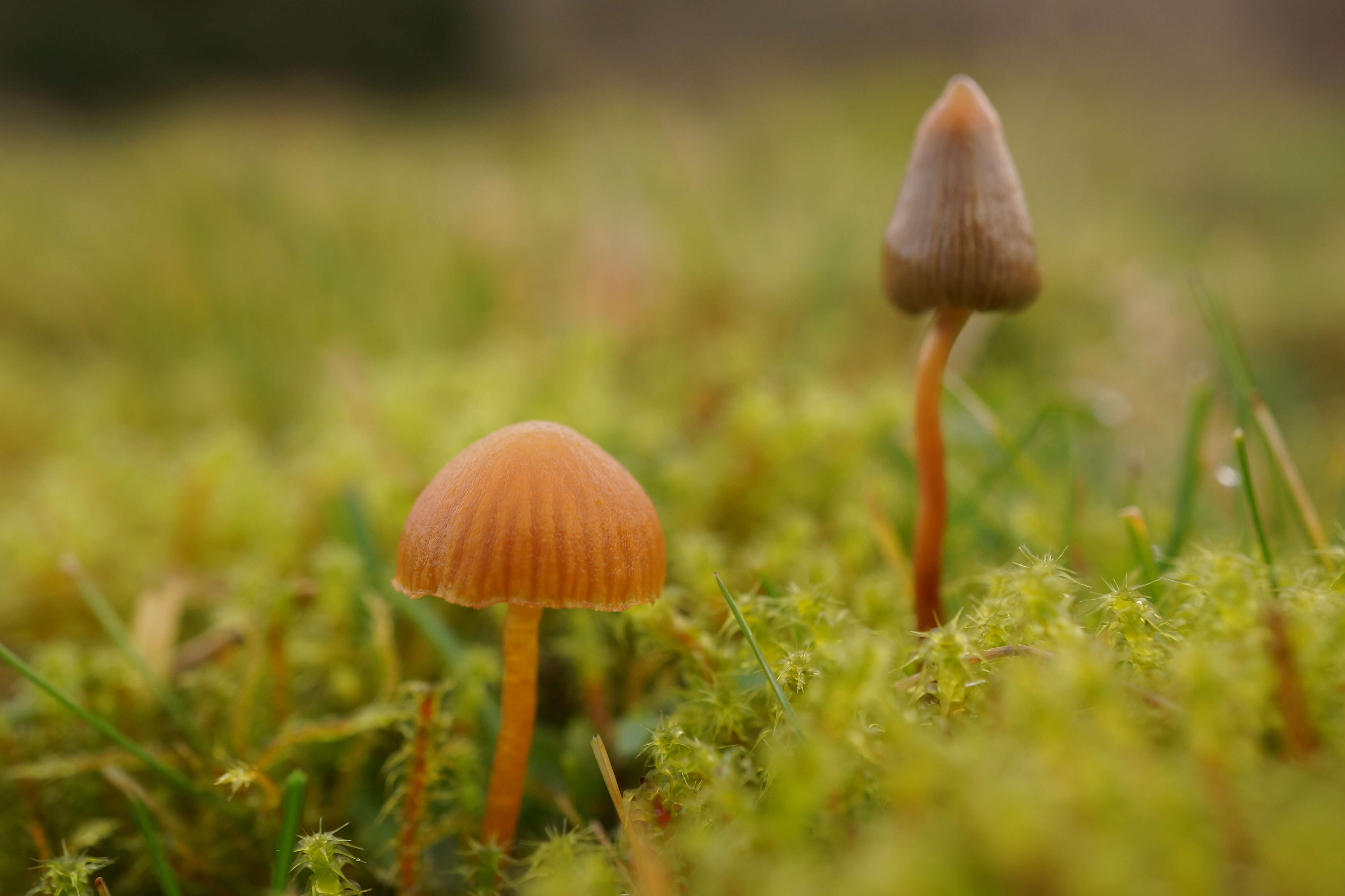 Plancia ëd Psilocybe semilanceata (Fr.) P. Kumm. 1871