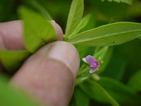 Image of Polygala persicariifolia DC.