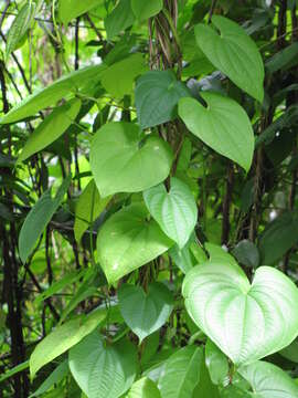 Imagem de Dioscorea bulbifera L.